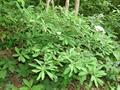 February daphne ، mezereon ، spurge laurel ، spurge olive